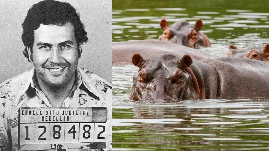 PABLO ESCOBAR YA NO ESTÁ, PERO UNO DE SUS LEGADOS QUEDA VIVO.